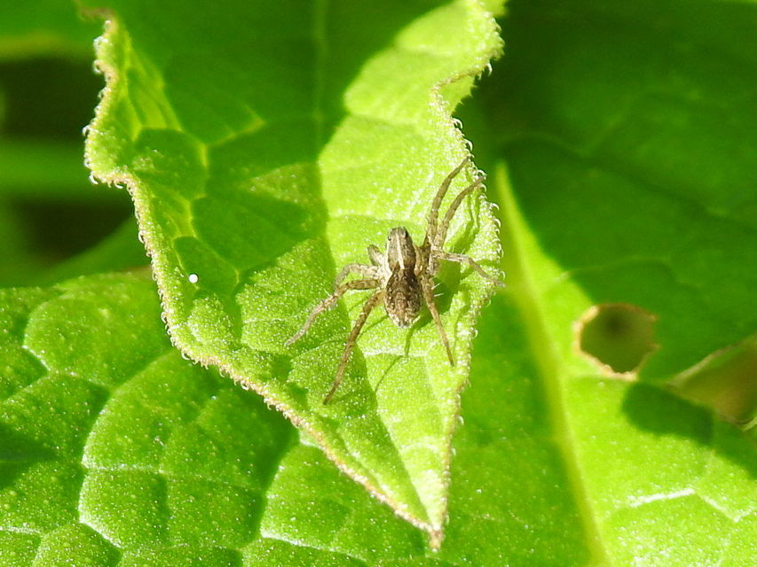 Pardosa agrestis - pusztai farkaspók