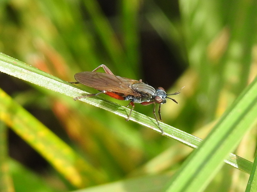 Sciomyzidae - szarvaslégyfélék
