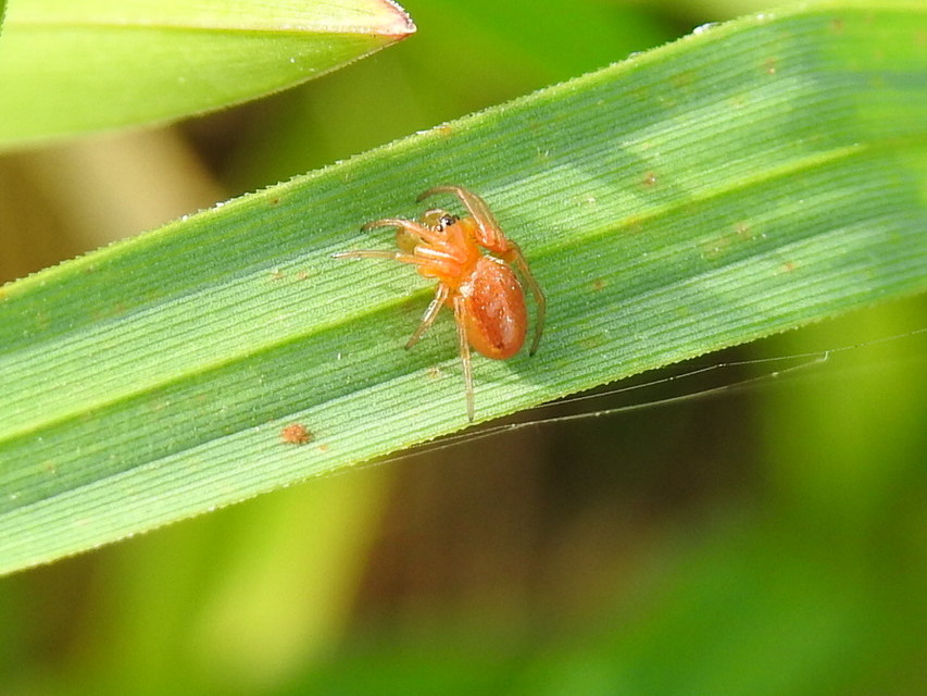 Hypsosinga