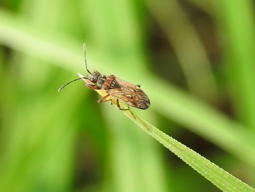 Pachybrachius fracticollis - nyakas bodobács