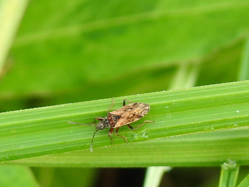 Pachybrachius fracticollis - nyakas bodobács
