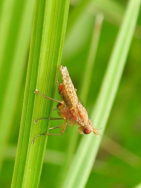 Sciomyzidae - szarvaslégyfélék