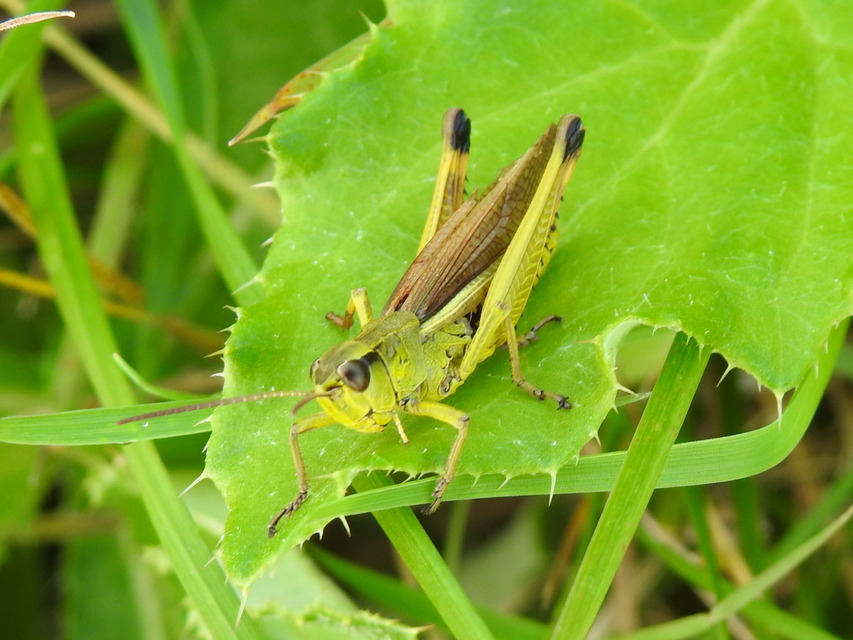 Stethophyma grossum - tundrasáska