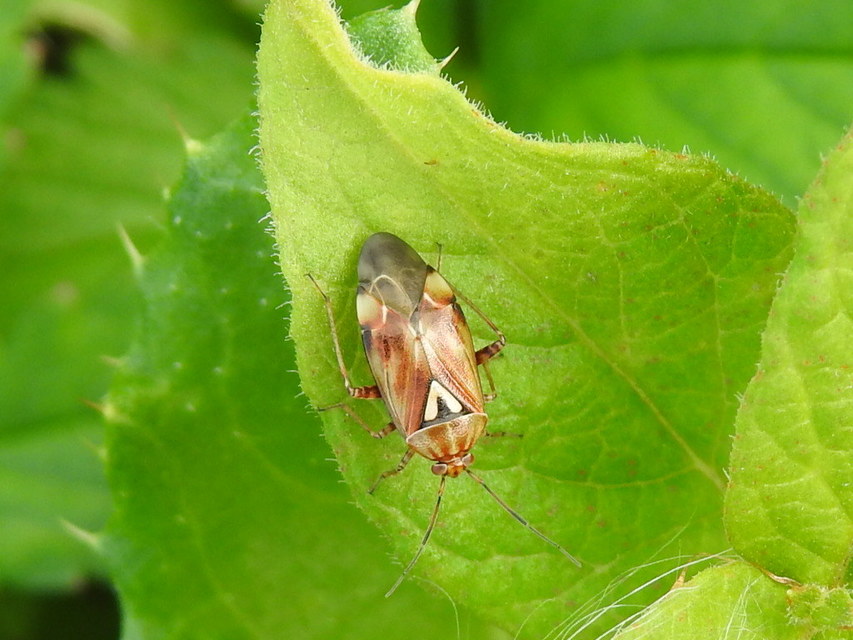 Lygus pratensis - változó mezeipoloska