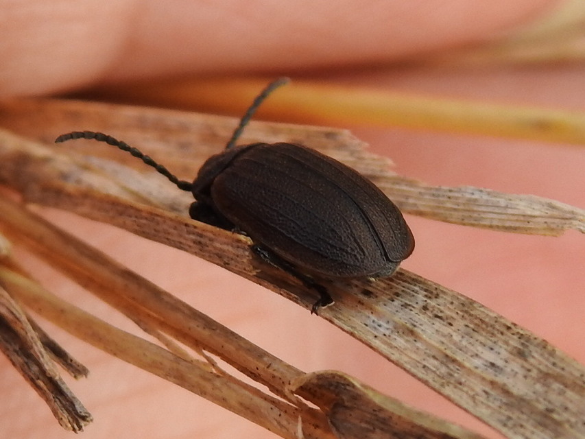 Galeruca pomonae - barna olajosbogár