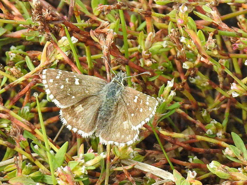 Pyrgus armoricanus - feles busalepke