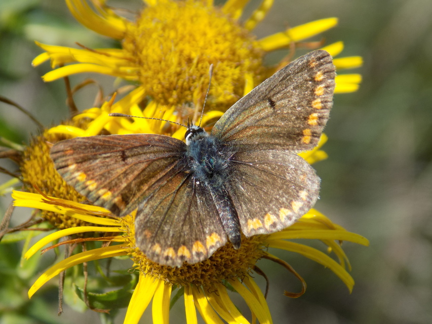 Aricia agestis - szerecsenboglárka