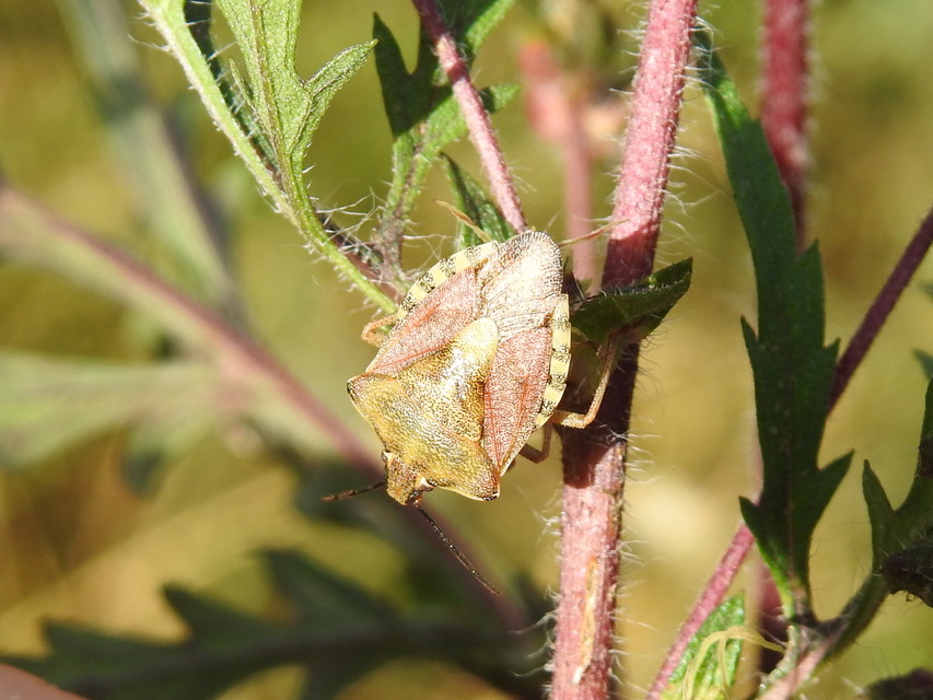 Carpocoris