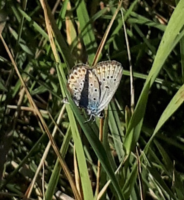 Plebejus argyrognomon - tintakék boglárka