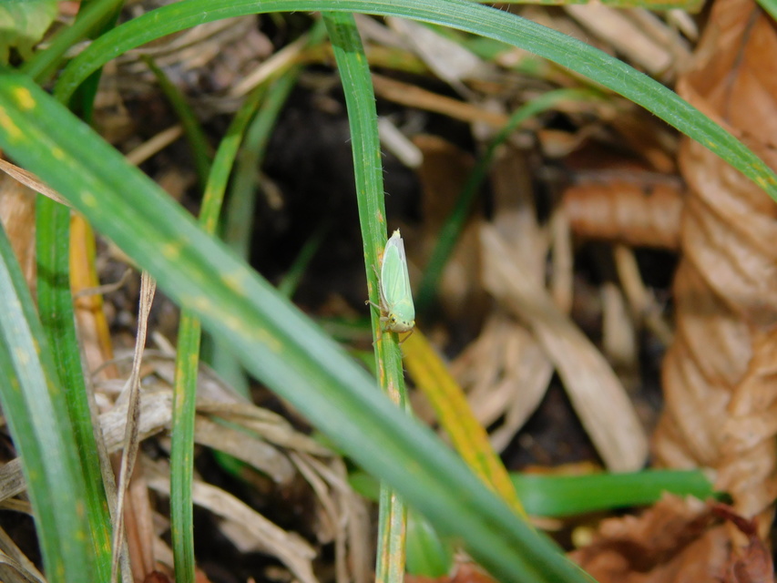 Cicadella viridis - méregzöld kabóca