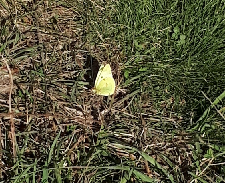 Colias hyale - kéneslepke
