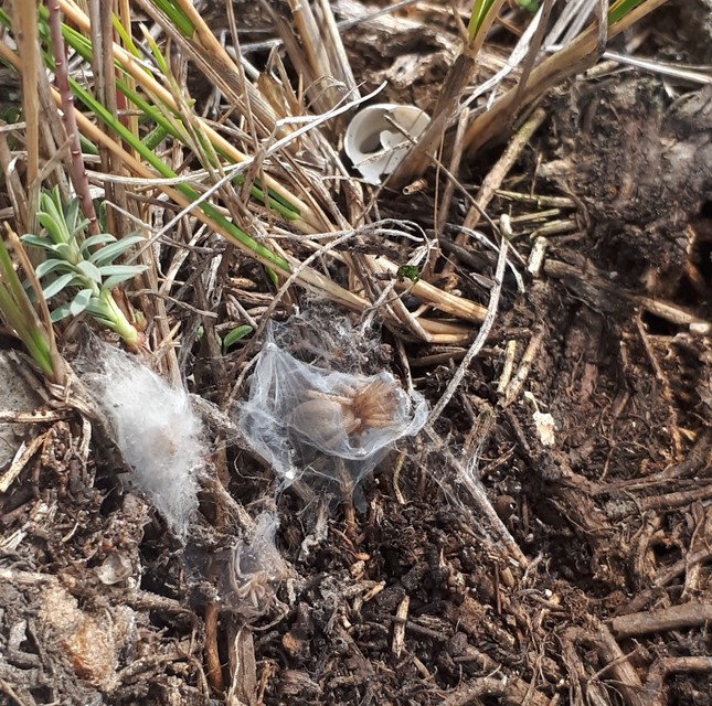 Gnaphosidae - kövipókok