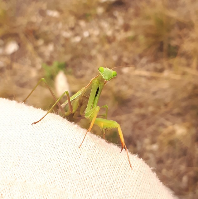 Mantis religiosa - imádkozósáska