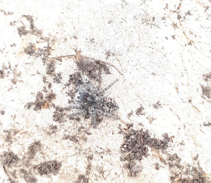 Philaeus chrysops - piros ugrópók
