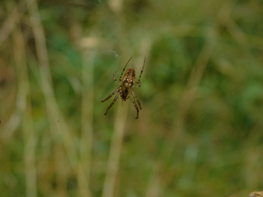 Metellina segmentata/mengei