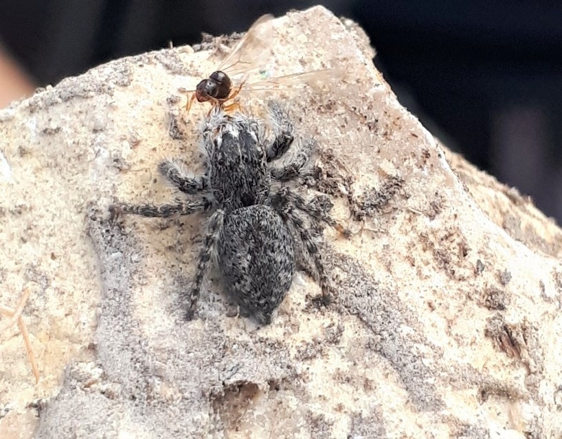 Philaeus chrysops - piros ugrópók