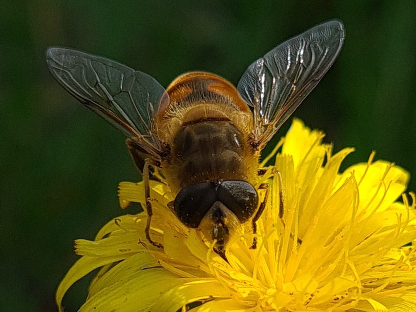 Eristalis tenax - közönséges herelégy