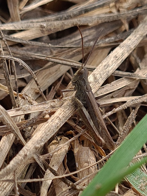 Chorthippus mollis - halk tarlósáska