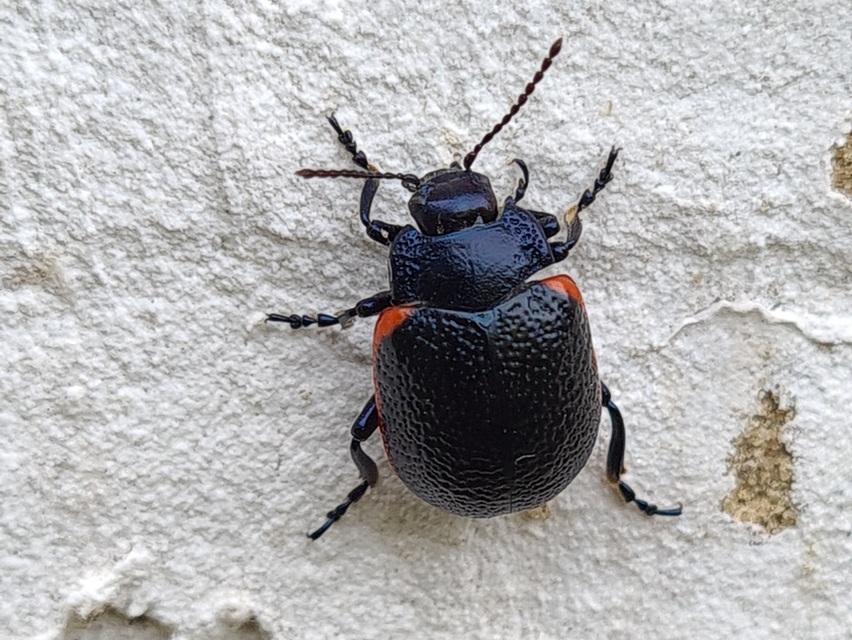 Chrysolina kuesteri - ráncos szegélyeslevelész