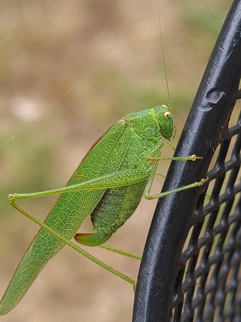 Phaneroptera nana - pontozott repülőszöcske