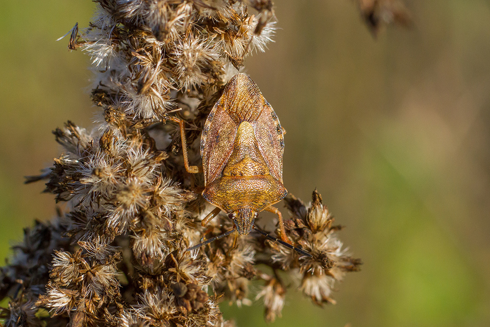Carpocoris