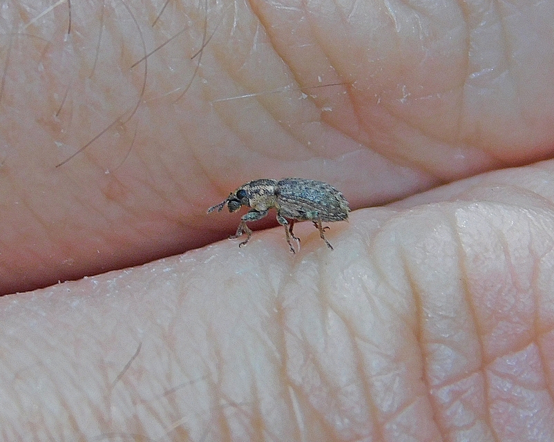 Sitona hispidulus - szőrös csipkézőbogár