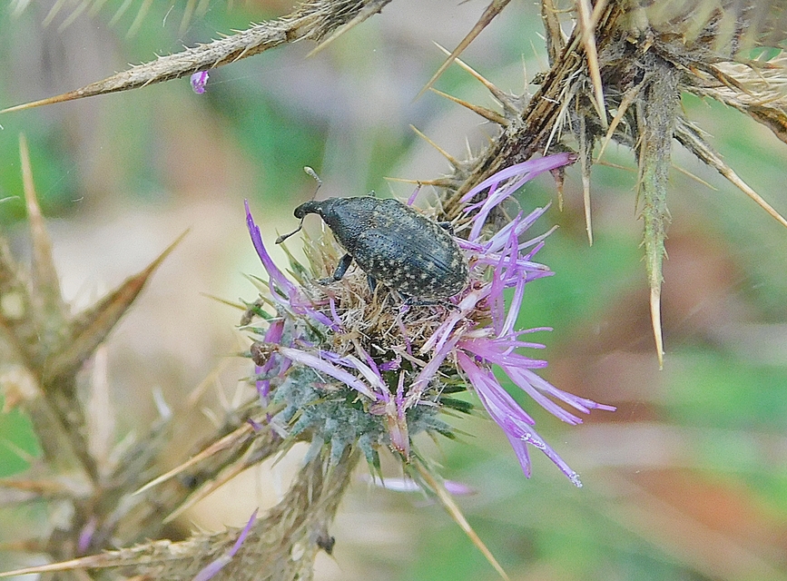 Larinus sturnus - aszat-púderbarkó