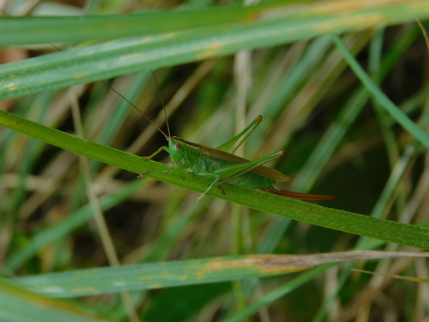 Conocephalus fuscus - kis kúpfejűszöcske