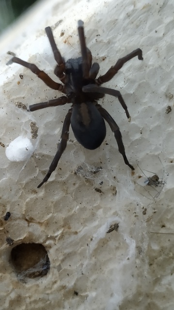 Amaurobius ferox - nagy eretnekpók