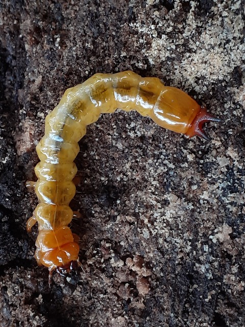 Pyrochroa coccinea - nagy bíborbogár