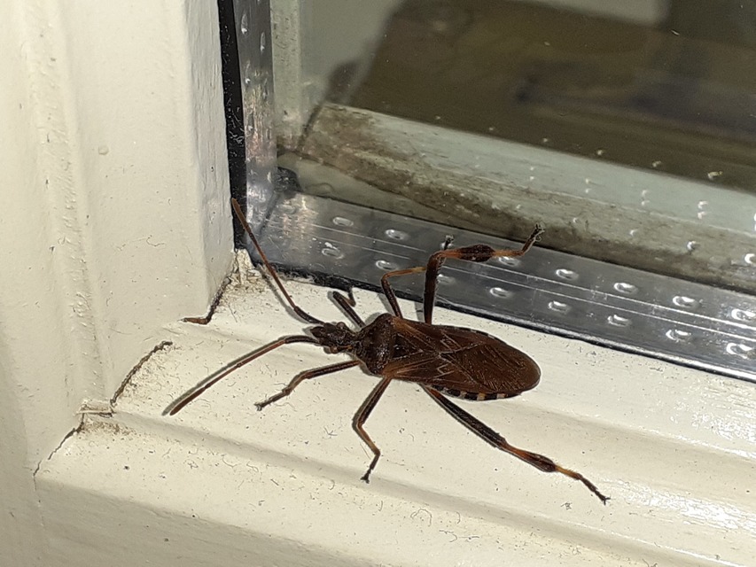 Leptoglossus occidentalis - nyugati levéllábú poloska