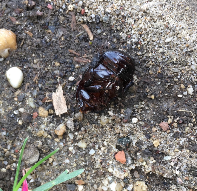 Pentodon idiota - butabogár