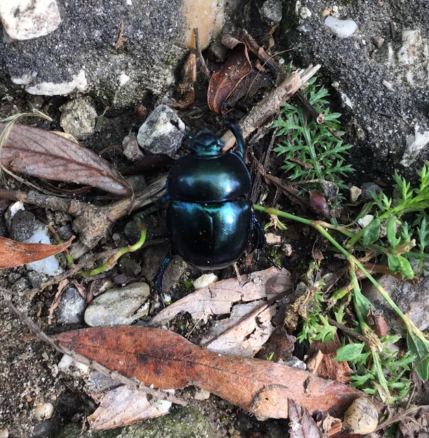 Trypocopris vernalis - tavaszi álganéjtúró