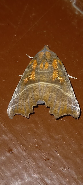 Scoliopteryx libatrix - vörös csipkésbagoly