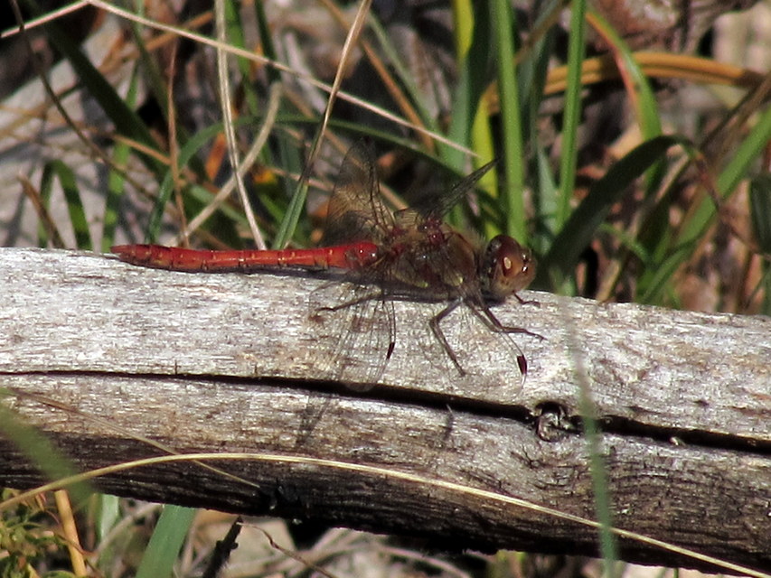 Sympetrum striolatum - harántsávos katona-szitakötő