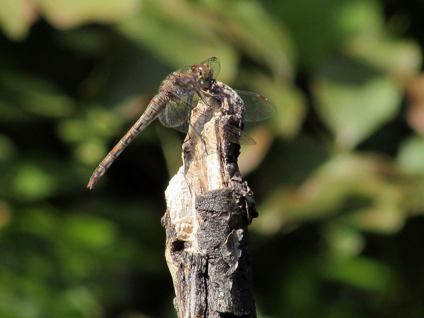 Sympetrum striolatum - harántsávos katona-szitakötő