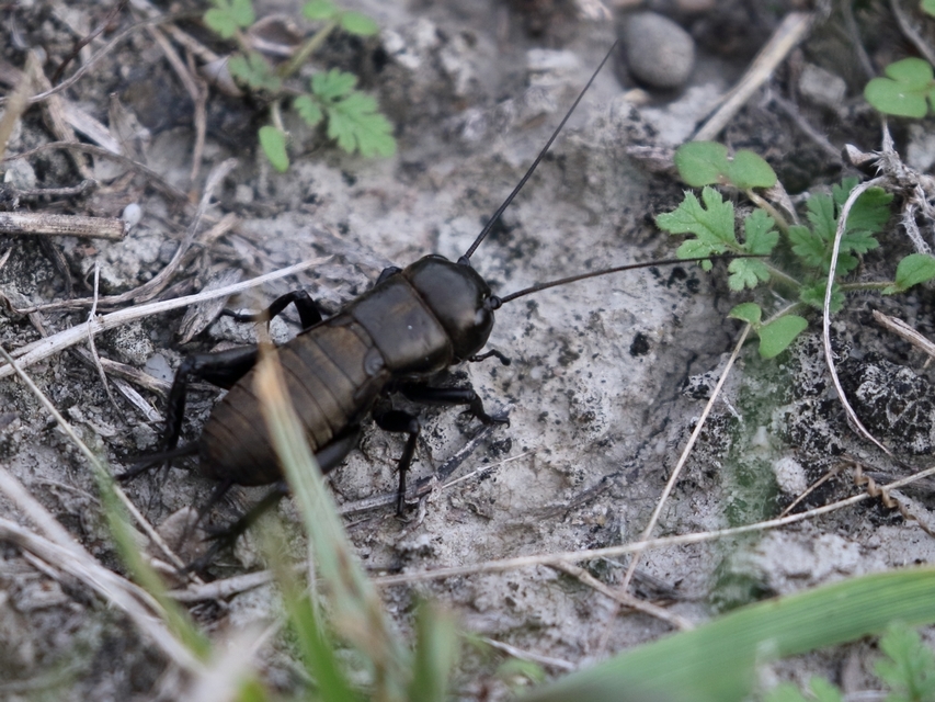 Gryllus campestris - mezei tücsök