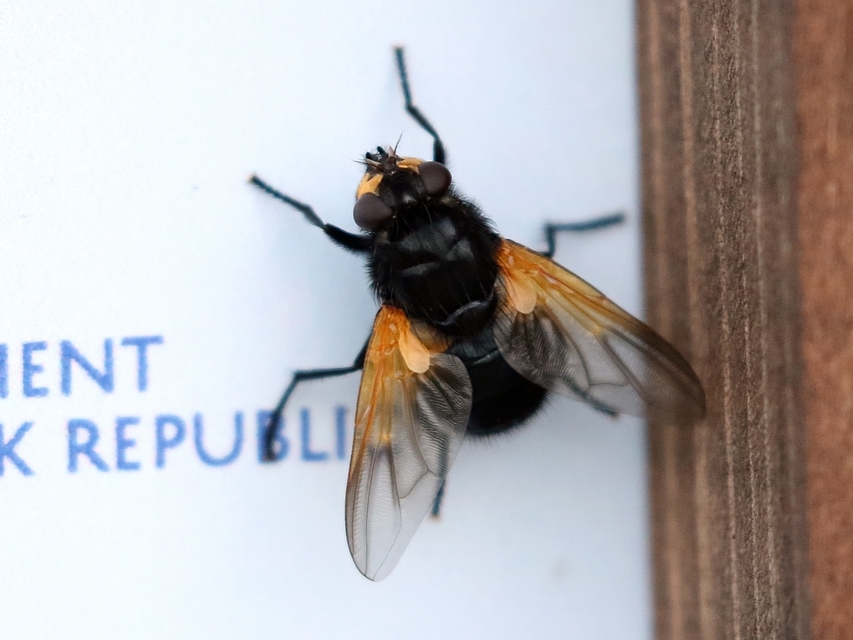 Mesembrina meridiana