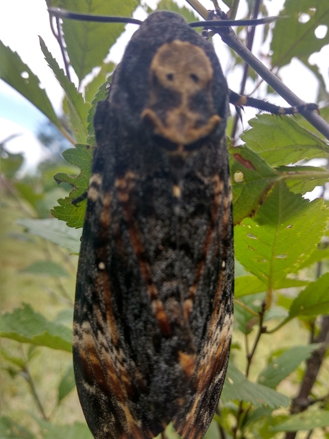 Acherontia atropos - halálfejes lepke