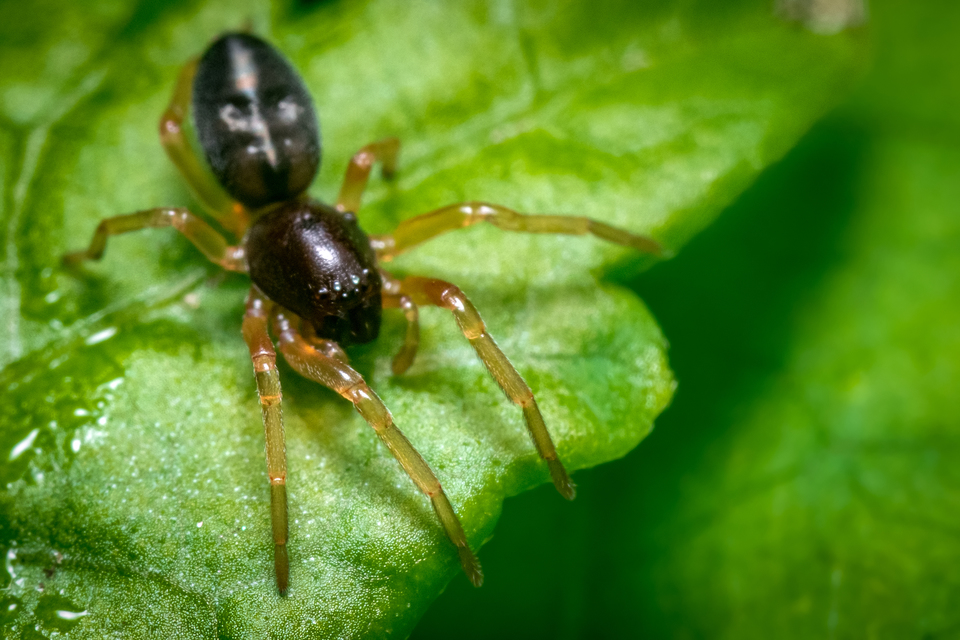 Paratrachelas maculatus Paratrachelas maculatus