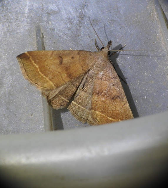 Pechipogo plumigeralis - tollascsápú karcsúbagoly