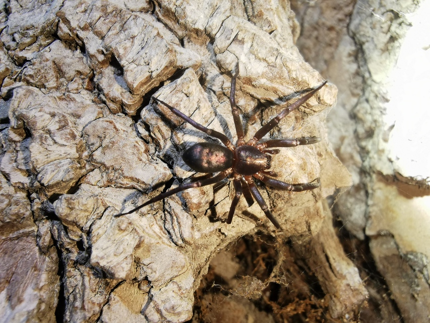 Drapeta rutilans - csillogó avarpók