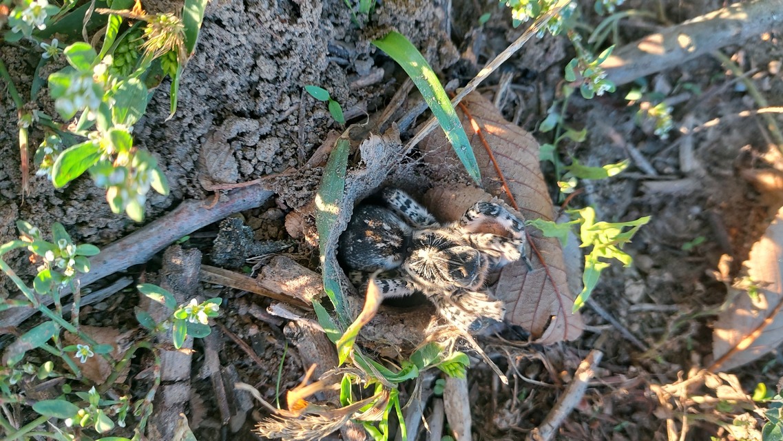 Lycosa singoriensis - szongáriai cselőpók