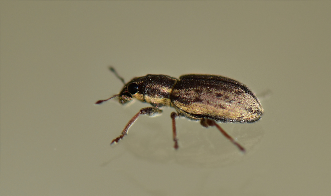Sitona humeralis - lucerna-csipkézőbogár