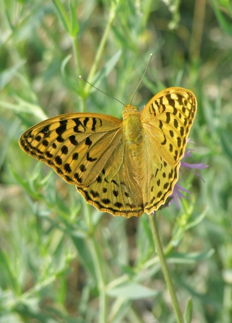 Argynnis pandora - zöldes gyöngyházlepke