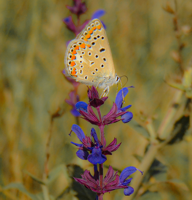 Polyommatus icarus - közönséges boglárka