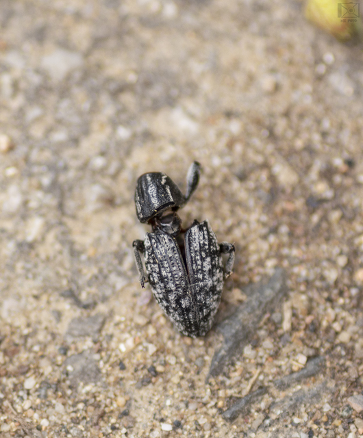 Pseudocleonus cinereus - hamvas barkó