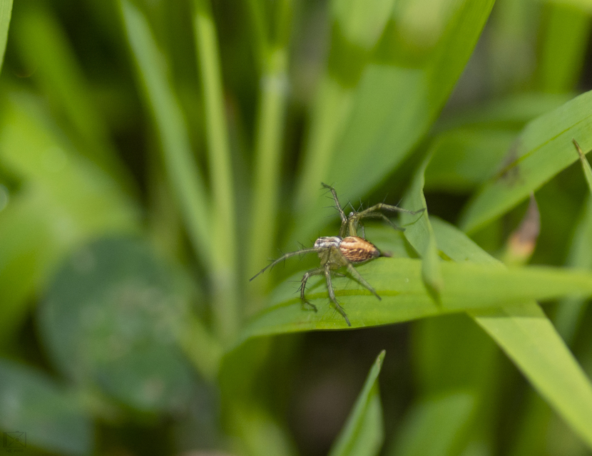 Oxyopes lineatus