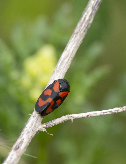 Cercopis vulnerata