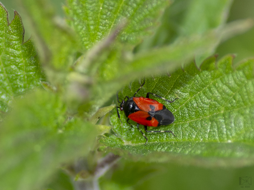 Deraeocoris rutilus - cinóber mezeipoloska